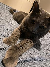 Gigia, gatta di quasi 8 anni