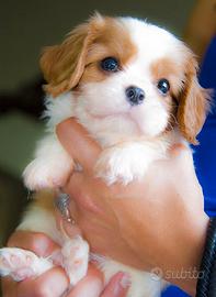 Cavalier king
