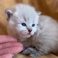 Cuccioli di gatto siberiano
