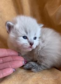 Cuccioli di gatto siberiano