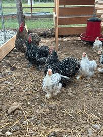 Galline nane cocincine cinesi Pekin Bantam