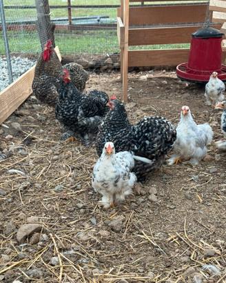 Galline nane cocincine cinesi Pekin Bantam
