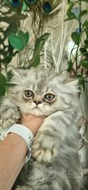 Gattino persiano silver shaded