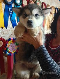 Alaskan Malamute
