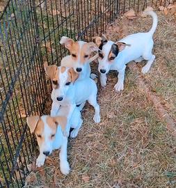 Jack russell