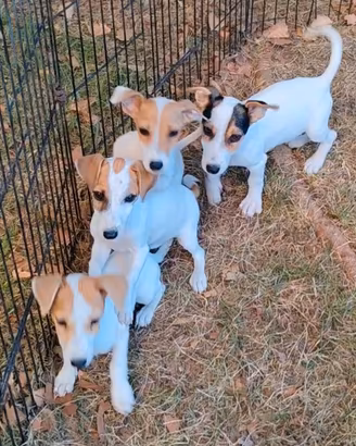 Jack russell