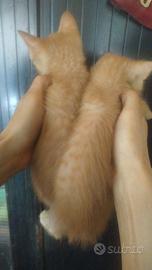 Gattini mix angora rossi