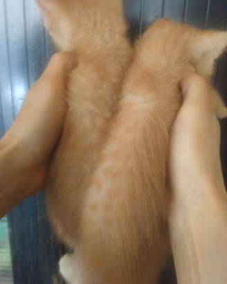 Gattini mix angora rossi