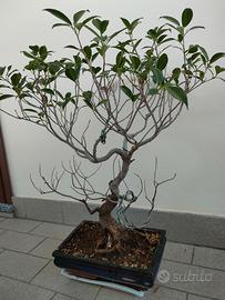 Bonsai Ficus