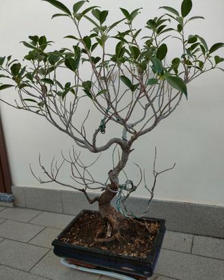 Bonsai Ficus