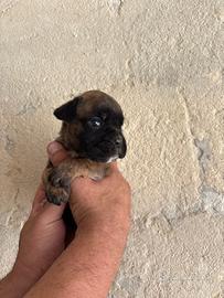 Boxer con pedigree
