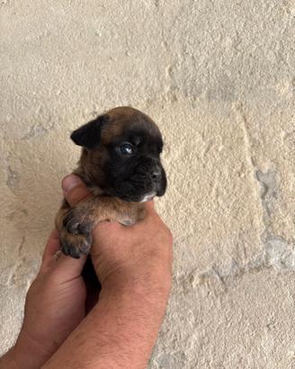 Boxer con pedigree