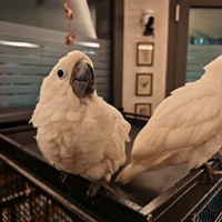 Pappagallo Cacatua alba e svezzato allevato a mano
