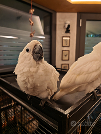 Pappagallo Cacatua alba e svezzato allevato a mano