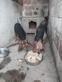 Cani segugio italiani