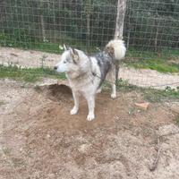 Husky malamute femmina 18 mesi