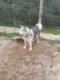 Husky malamute femmina 18 mesi