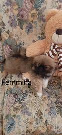 Cuccioli pechinesi