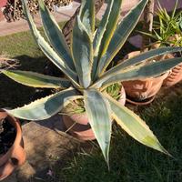 Agave in vasi