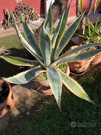 Agave in vasi