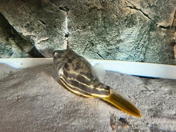 Pesce palla lineatus