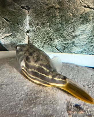 Pesce palla lineatus