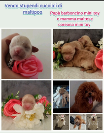 Cuccioli maltipoo