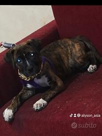 Incrocio corso pit bull