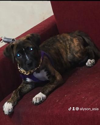 Incrocio corso pit bull