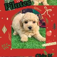 Maltipoo miele _ PILATES