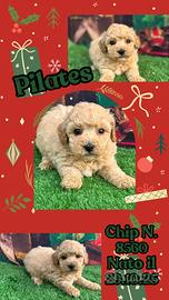 Maltipoo miele _ PILATES