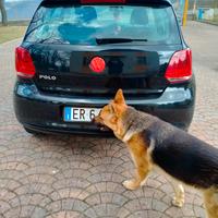 portellone  posteriore polo 6R