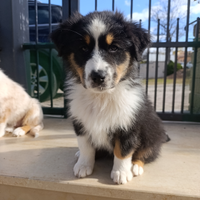 Cucciola di Pastore Australiano con Pedigree