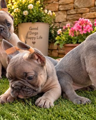 Bulldog francese MASCHIETTI