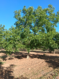 Terreno coltivato a noce