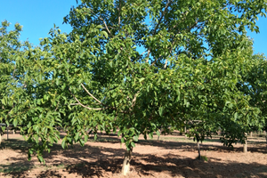 Terreno coltivato a noce