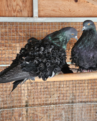 Colombi ricci varie mutazioni