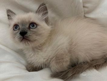 gattino Ragdoll