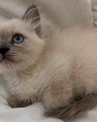 gattino Ragdoll