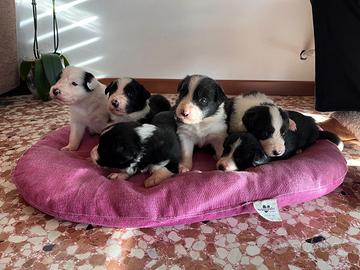 Cuccioli Border Collie con pedigree