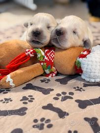 Golden retriver