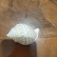 comchiglia arredamento 