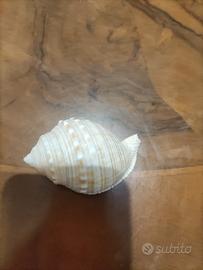 comchiglia arredamento 