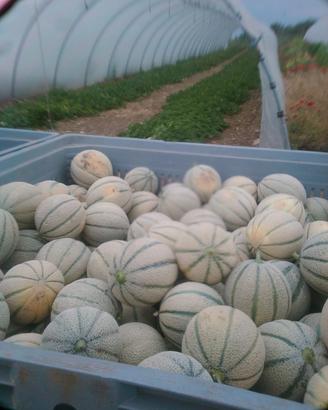 serre agricole 