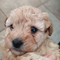 Cuccioli di barboncino