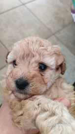 Cuccioli di barboncino