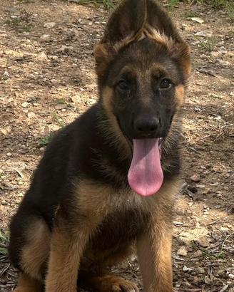 Cuccioli Pastore Tedesco