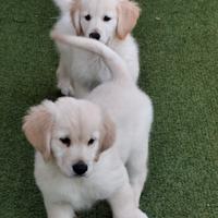 Golden retriever pedigree enci