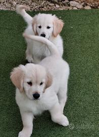 Golden retriever pedigree enci