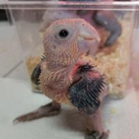 Pulli di Caicco testa gialla